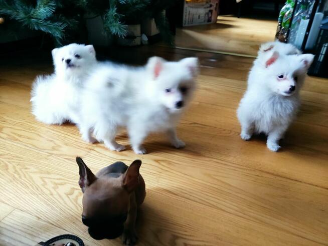 Szpic miniaturowy Buldog francuski szczeniak