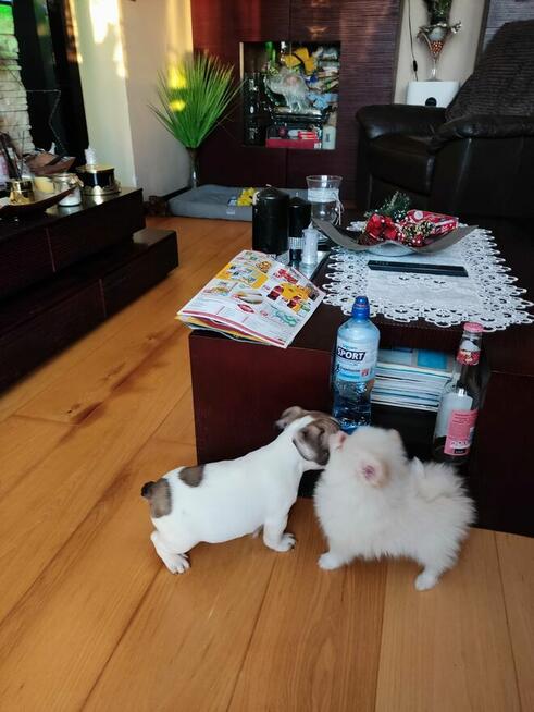 Szpic miniaturowy Buldog francuski szczeniak