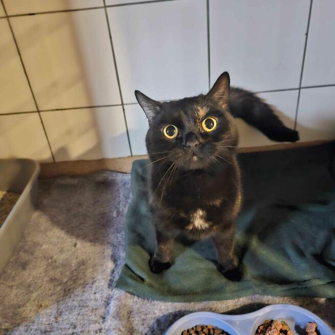 Ignis 1,5 r,ślicznie umaszczony pilnie szuka domu Boleslawie