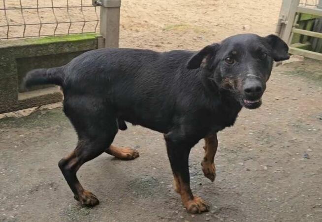 Wesoły prze kochany psiak szuka domu pełnego miłości