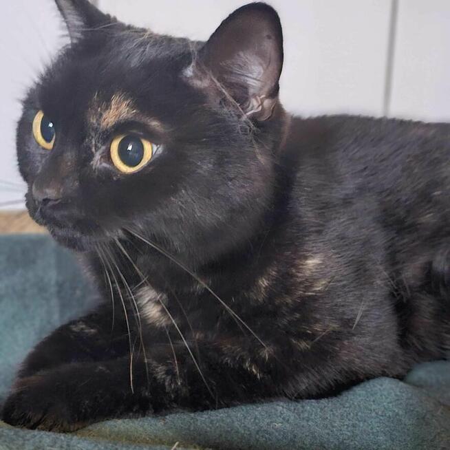 Ignis 1,5 r,ślicznie umaszczony pilnie szuka domu Boleslawie