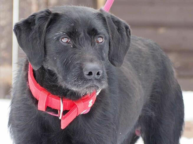 DOLAR cudowny psiak kochający ludzi i zabawę BŁAGA o dom