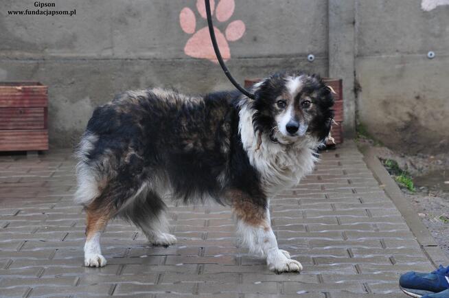 Gipson-Szukamy właściciela!