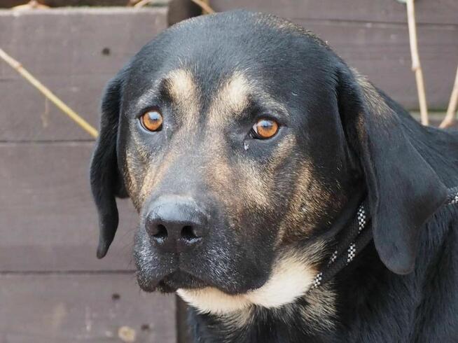 Enzo Duży dzieciak kochający ludzi szuka wspanialego domu