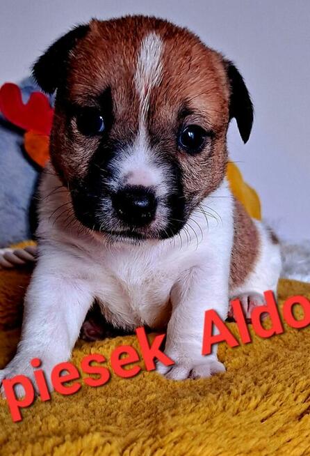 Maleńki Aldo !!! Jack Russell Terrier