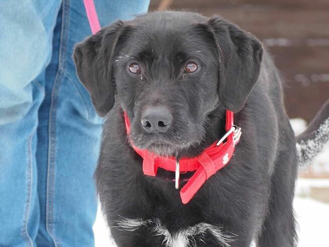 Prze kochany łagodny psiak kochający ludzi szuka domu