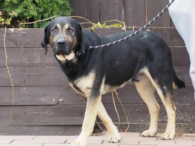 Duży łagodny psiak o wielkim sercu BŁAGA o dom