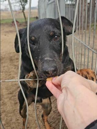 Wspaniały Piesek po przejściach szuka PILNIE domku