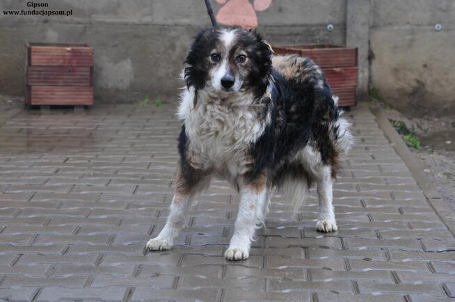 Gipson-Szukamy właściciela!