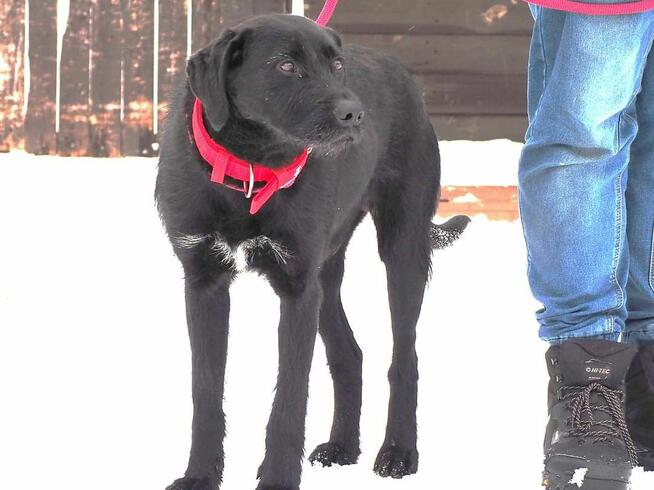 DOLAR cudowny psiak kochający ludzi i zabawę BŁAGA o dom
