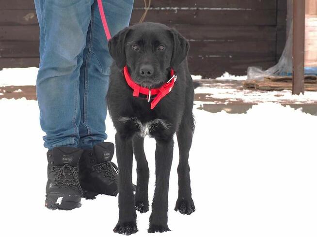 DOLAR cudowny psiak kochający ludzi i zabawę BŁAGA o dom