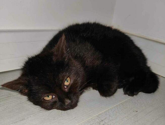 Hera to 3,5 mca piękna czarna koteczka ceka na dom KOTam Cię