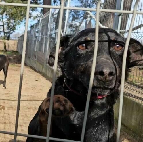 Fantastyczny psiak kochający ludzi pragnie mieć domek