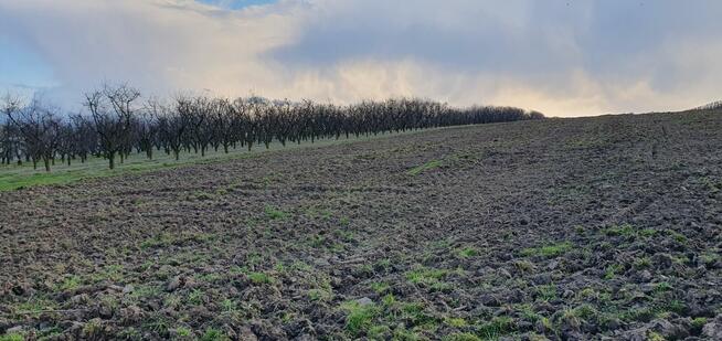 Sprzedam działkę 2ha blisko Sandomierza