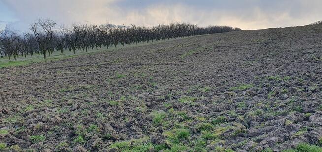 Sprzedam działkę 2ha z przechowalnią