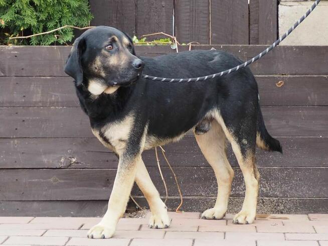 Enzo Duży dzieciak kochający ludzi szuka wspanialego domu