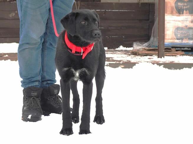 Prze kochany łagodny psiak kochający ludzi szuka domu