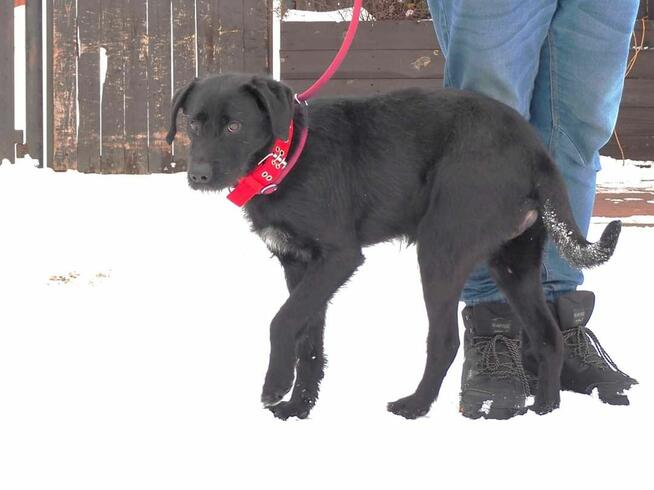Prze kochany łagodny psiak kochający ludzi szuka domu