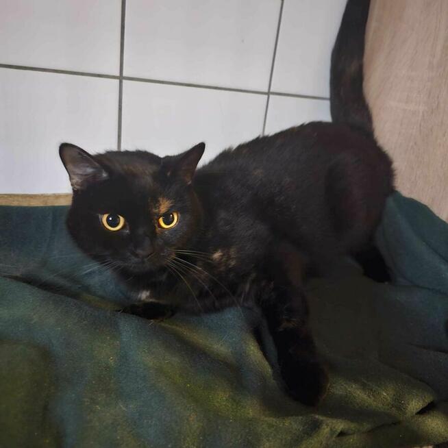 Ignis 1,5 r,ślicznie umaszczony pilnie szuka domu Boleslawie