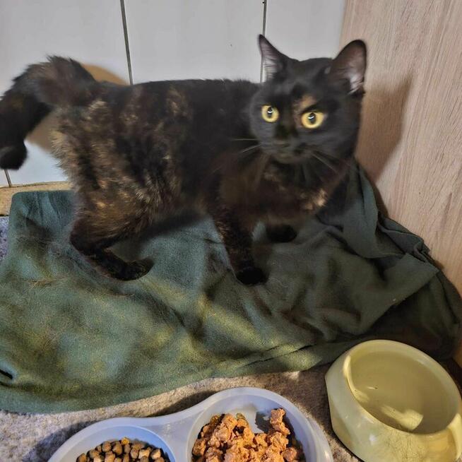 Ignis 1,5 r,ślicznie umaszczony pilnie szuka domu Boleslawie