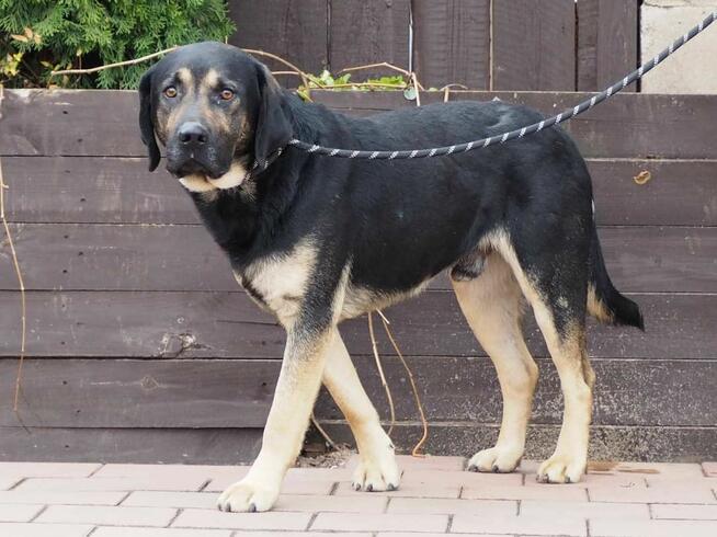 Duży łagodny psiak o wielkim sercu BŁAGA o dom