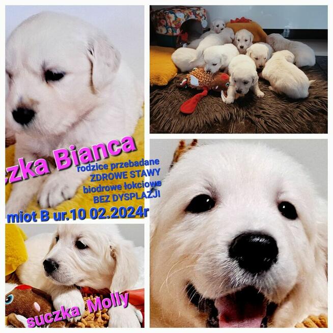 PIĘKNA JASNA !!! BiancaMolly Golden Retriever