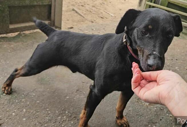 Mały wesoły kontaktowy psiak czeka na wymarzony dom