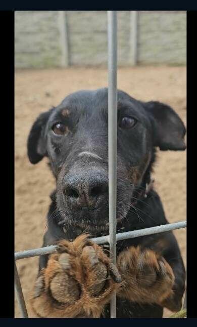 OGONEK nie duży wspaniały psiak kochający ludzi szuka domu