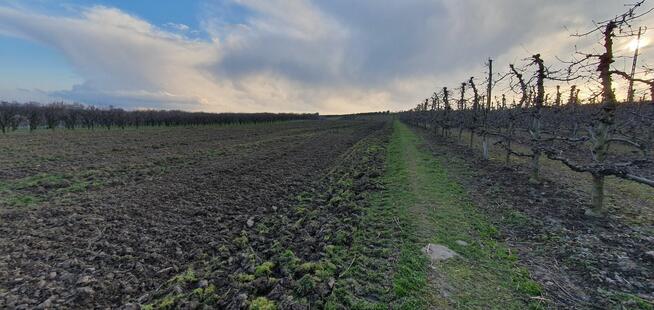 Sprzedam działkę 2ha blisko Sandomierza