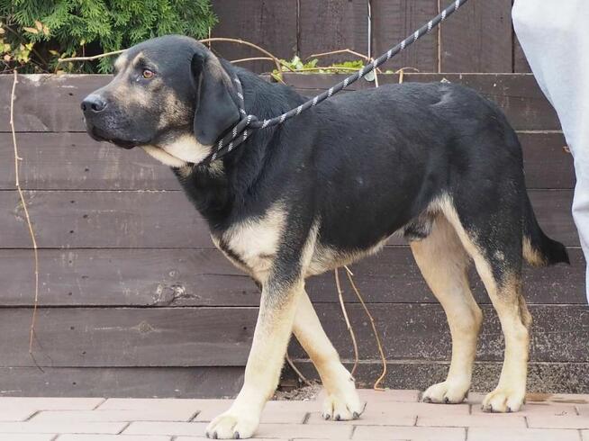 Duży łagodny psiak o wielkim sercu BŁAGA o dom