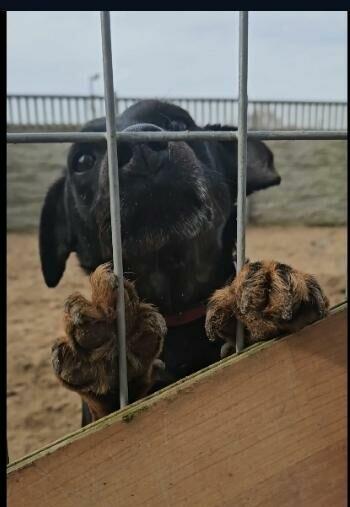 Proludzki słodziak szuka PILNIE kochającego domku