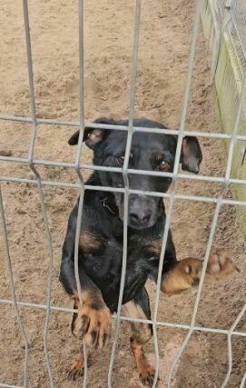 Wspaniały Piesek po przejściach szuka PILNIE domku