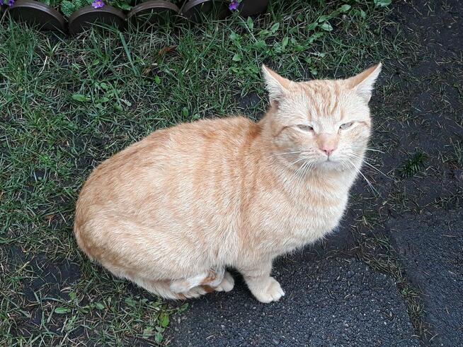 Błagamy o dom dla Jaspera dla wyjątkowego rudaska Patrycja