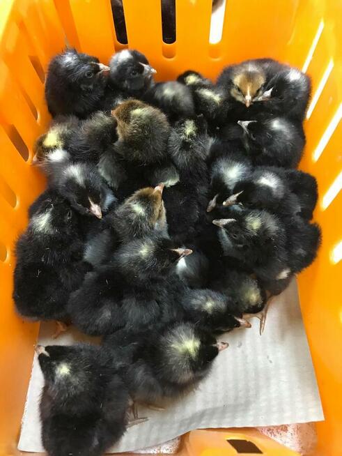 Kurczaki pisklęta nioski, mięsne, Leghorn, Greenshell, Susse