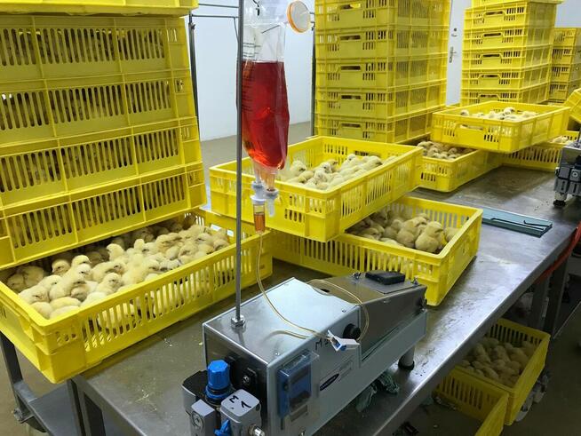 Kurczaki pisklęta nioski, mięsne, Leghorn, Greenshell, Susse