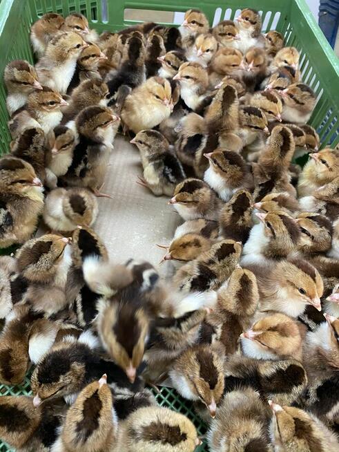 Kurczaki pisklęta nioski, mięsne, Leghorn, Greenshell, Susse