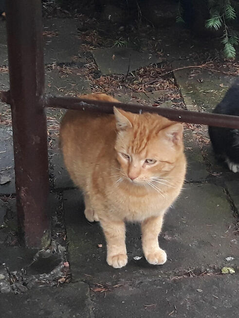 Błagamy o dom dla Jaspera dla wyjątkowego rudaska Patrycja