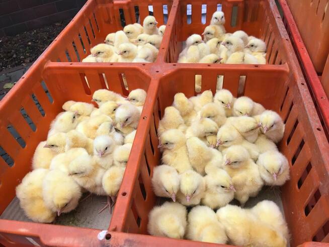 Kurczaki pisklęta nioski, mięsne, Leghorn, Greenshell, Susse