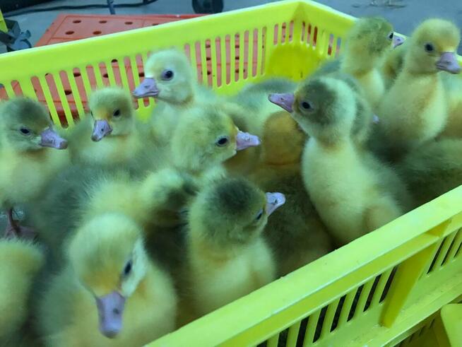 Kurczaki pisklęta nioski, mięsne, Leghorn, Greenshell, Susse