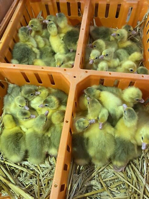 Kurczaki pisklęta nioski, mięsne, Leghorn, Greenshell, Susse