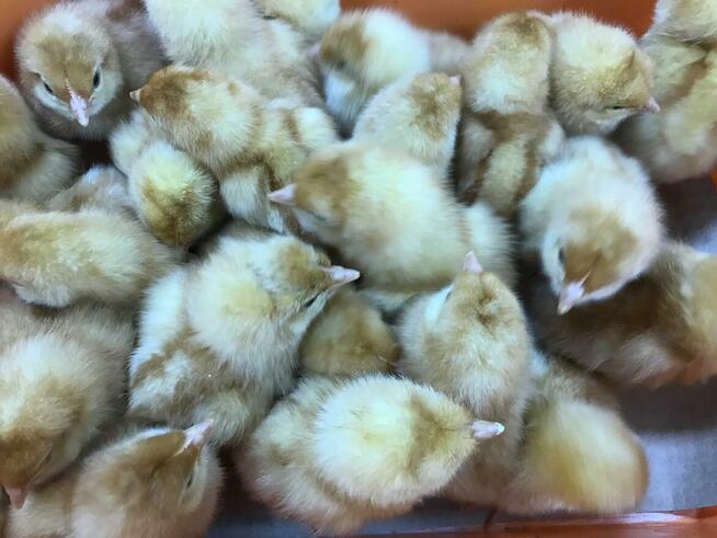 Kurczaki pisklęta nioski, mięsne, Leghorn, Greenshell, Susse