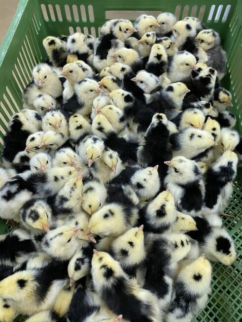 Kurczaki pisklęta nioski, mięsne, Leghorn, Greenshell, Susse