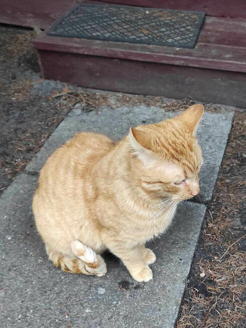 Błagamy o dom dla Jaspera dla wyjątkowego rudaska Patrycja