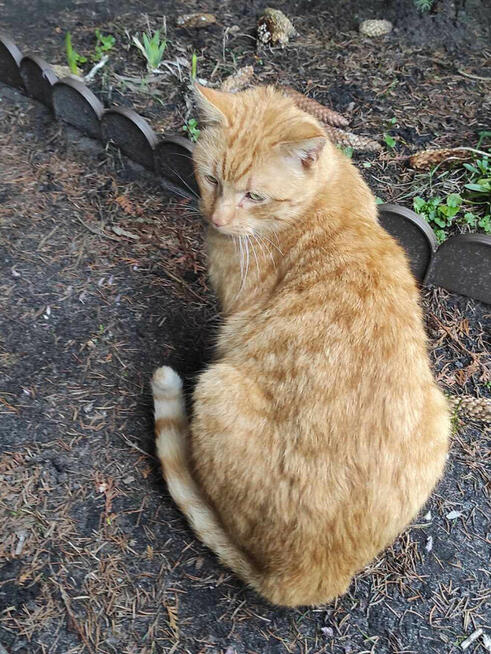 Błagamy o dom dla Jaspera dla wyjątkowego rudaska Patrycja