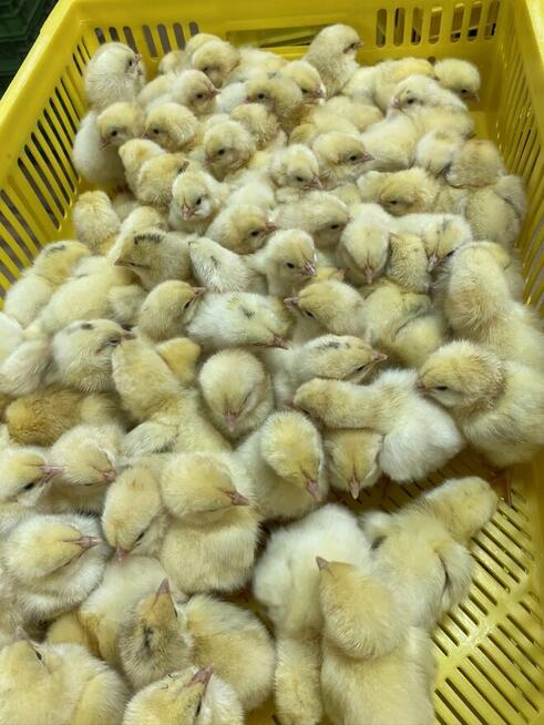 Kurczaki pisklęta nioski, mięsne, Leghorn, Greenshell, Susse