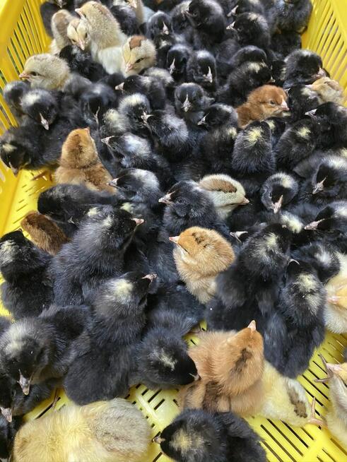 Kurczaki pisklęta nioski, mięsne, Leghorn, Greenshell, Susse