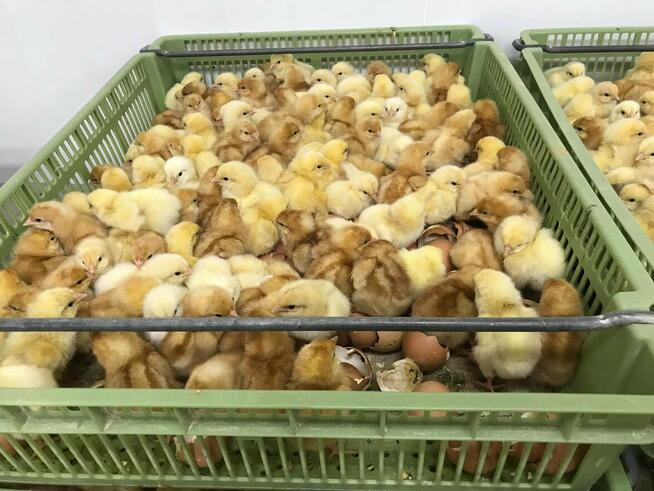 Kaczka, perlica, redbarred, czarna, jarzębata, bojler, kurka