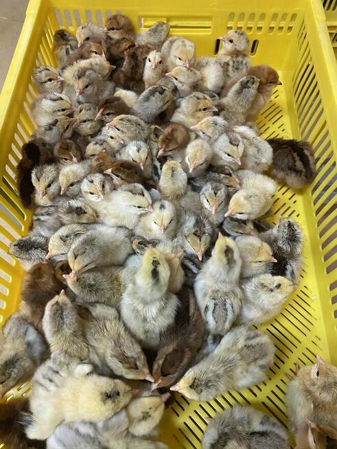 Kaczka, perlica, redbarred, czarna, jarzębata, bojler, kurka