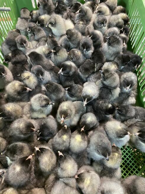 Kaczka, perlica, redbarred, czarna, jarzębata, bojler, kurka