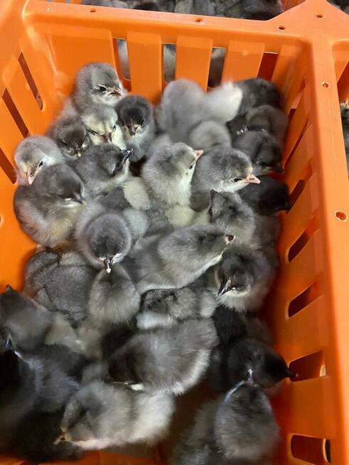 Kaczka, perlica, redbarred, czarna, jarzębata, bojler, kurka